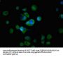 RAB3A Antibody
