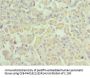 RAB4A Antibody