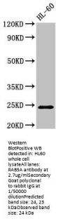 RAB5A Antibody