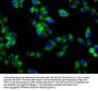 RAB7B Antibody
