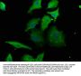 RABGGTB Antibody