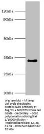 RAD1 Antibody