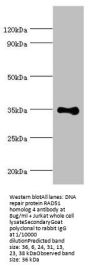 RAD51D Antibody