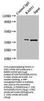 RAD51 Antibody
