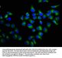 RALA Antibody