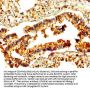 RAMP2 Antibody