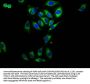 RAMP2 Antibody