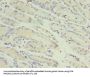 RANBP2 Antibody