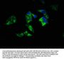 RAP1A Antibody