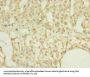 RAP1A Antibody