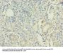 RAP1A Antibody