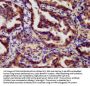 RARG Antibody