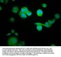 RASAL1 Antibody