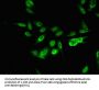 RBM10 Antibody
