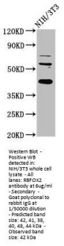 RBFOX2 Antibody