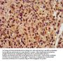 RBFOX2 Antibody