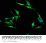 RBFOX2 Antibody