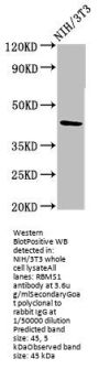 RBMS1 Antibody