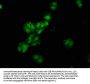 RBMS1 Antibody