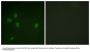 Phospho-TP53BP1 (Ser25) Antibody