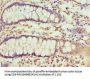 RBX1 Antibody