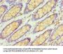 RBX1 Antibody