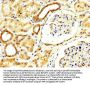 RECK Antibody