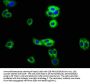 RECK Antibody