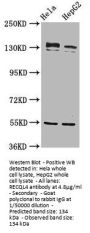 RECQL4 Antibody