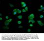 RECQL4 Antibody