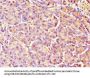 REG1A Antibody