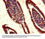 REG1A Antibody