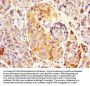 REG3A Antibody