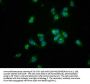 REG3A Antibody