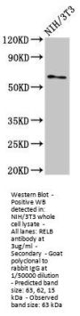 RELB Antibody