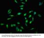 RELB Antibody