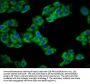 REM1 Antibody