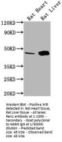 Ren1 Antibody