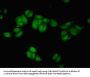 REST Antibody
