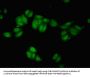REST Antibody