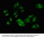 RFC4 Antibody