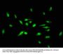 ID3 Antibody