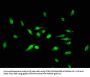 ID3 Antibody