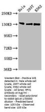 RFX1 Antibody