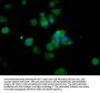 RFX2 Antibody