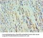 RFX5 Antibody