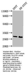 RFXANK Antibody