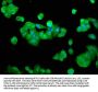 RFXANK Antibody