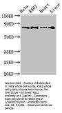 RGL2 Antibody