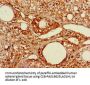 RGL2 Antibody